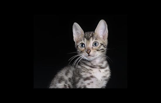 Породы кошек: бенгальская кошка 2