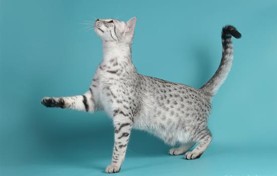 Породы кошек: египетская мау