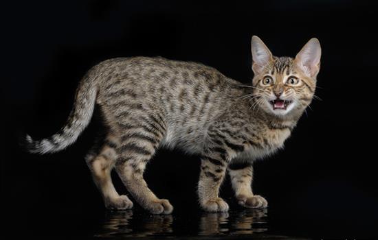 Породы кошек: саванна