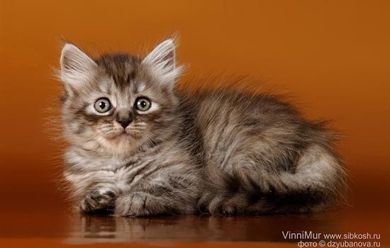 ВиниМур. Сибирские котята