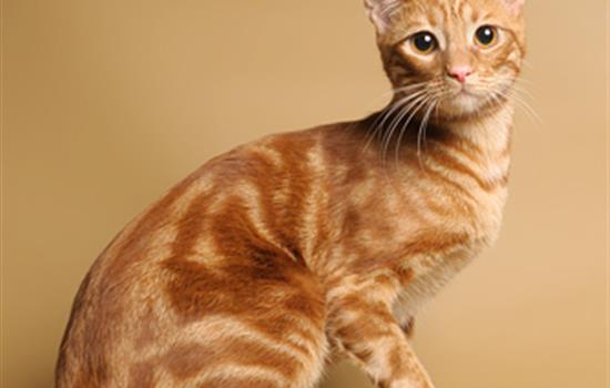 Породы кошек: анатолийская кошка