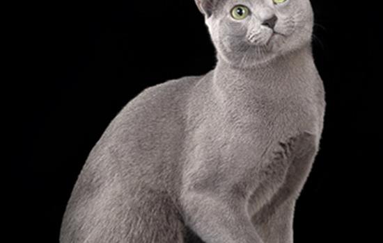 Породы кошек: русская голубая