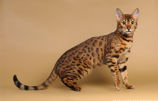 Породы кошек: бенгальская кошка